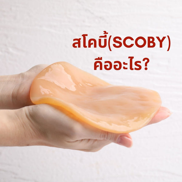 สโคบี้ (SCOBY) คืออะไร